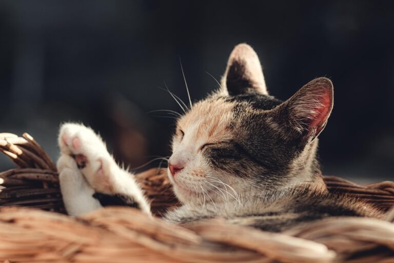 découvrez comment élaborer une stratégie de contenu efficace pour augmenter votre visibilité en ligne, attirer votre audience cible et booster vos conversions. conseils, méthodes et outils pour réussir votre content strategy.