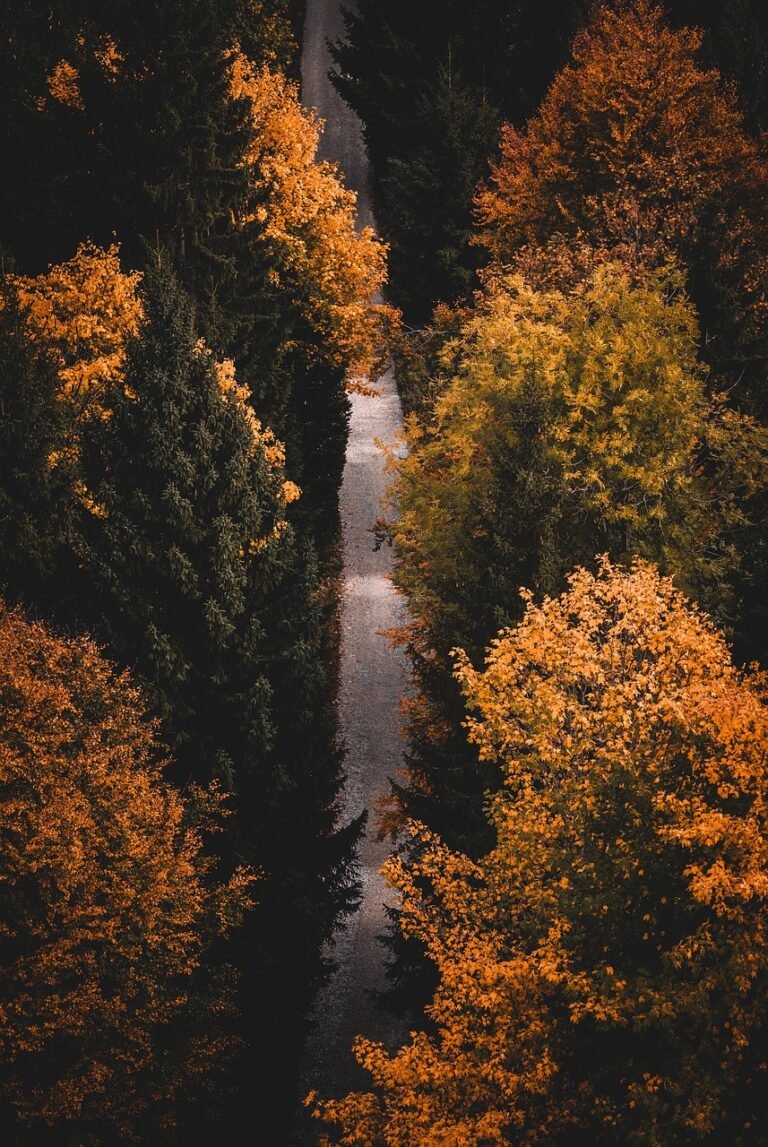 découvrez les meilleurs conseils, itinéraires et astuces pour la randonnée. préparez-vous à vivre des aventures en pleine nature, que vous soyez débutant ou randonneur expérimenté.